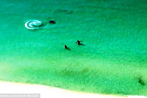 [Video] Cá mập đầu búa truy sát hai du khách đang bơi gần bờ