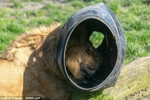 [Video] Chú sư tử bị mắc kẹt đầu trong thùng vì quá tham ăn