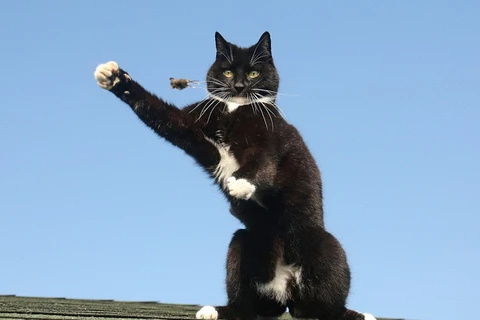 [Photo] Chú mèo gây sốt nhờ màn bắt chuột thú vị trên nóc nhà