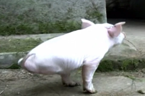 [Video] Chú lợn hai chân tập đi khó khăn gây xúc động mạnh 