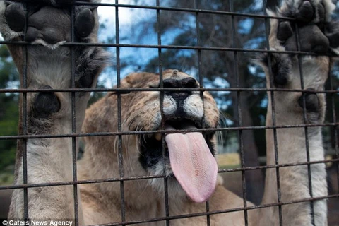 [Photo] Du khách sợ hãi khi đối mặt với con sư tử hung dữ