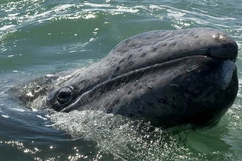 Cá voi xám gây bất ngờ với quãng đường di cư dài tới 10.880 km