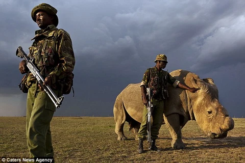 [Photo] Con tê giác đực trắng cuối cùng được canh giữ nghiêm ngặt