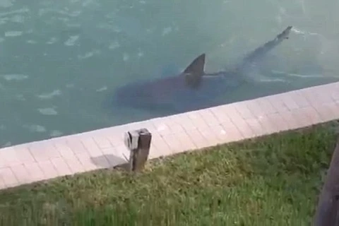 [Video] Người dân hốt hoảng khi thấy cá mập bơi ngay gần nhà