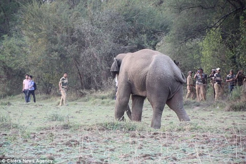 [Video] Người đàn ông suýt mất mạng khi bị con voi truy đuổi