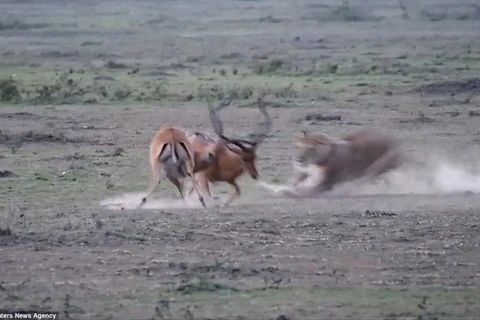 [Photo] Cận cảnh màn săn linh dương chớp nhoáng của sư tử