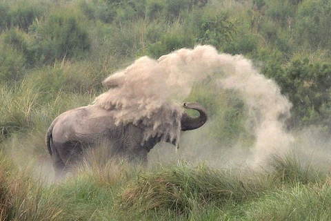 [Photo] Chú voi thích thú khi dùng vòi phun bùn khô lên da