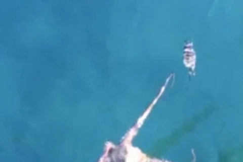[Video] Màn săn mồi chớp nhoáng của con bạch tuộc hung dữ