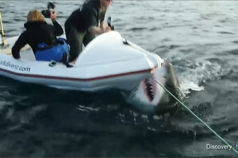 [Video] Con cá mập trắng điên cuồng tấn công đoàn làm phim