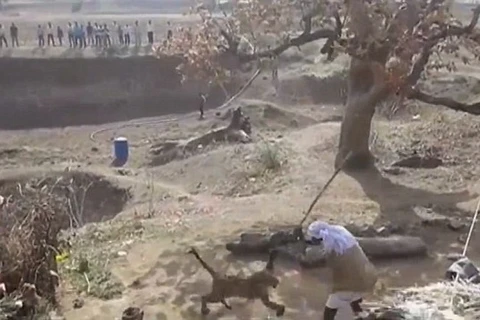 [Video] Người đàn ông cầm gậy chiến đấu với con báo dữ tợn