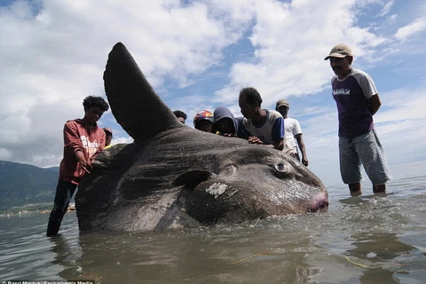 [Photo] Phát hiện con cá Mặt Trăng khổng lồ tại Indonesia