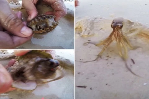 [Video] Chú bạch tuộc tinh ranh chui vào trong vỏ sò để ẩn nấp