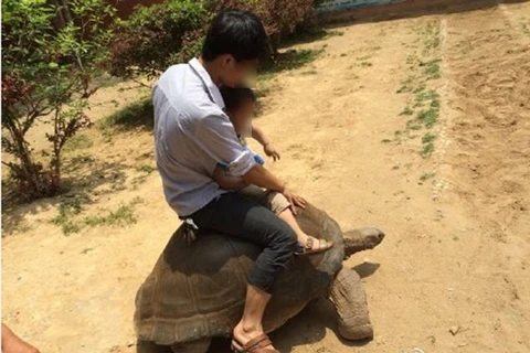 [Photo] Phẫn nộ cảnh du khách cưỡi trên lưng rùa ở công viên