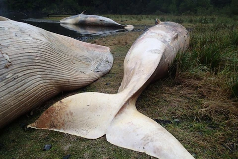 Gần 20 con cá voi chết bí ẩn và bị mắc kẹt trên bờ biển tại Chile