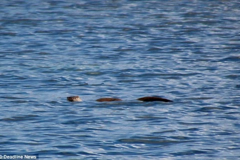 Thực hư bức ảnh mới nhất về sự xuất hiện của quái vật hồ Loch Ness