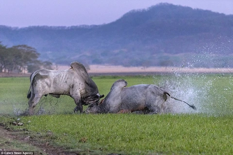 [Photo] Cận cảnh cuộc chiến bảo vệ lãnh thổ của hai con bò