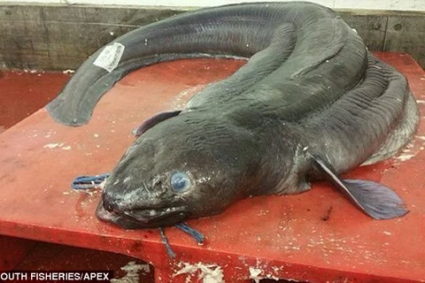 Ngư dân Anh sửng sốt khi bắt được cá chình khổng lồ dài tới 6m