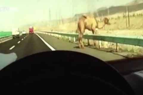 [Video] Người dân sợ hãi khi thấy lạc đà trên đường cao tốc