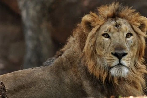 Sư tử bị cảnh sát bắn hạ vì cắn chết người trong công viên