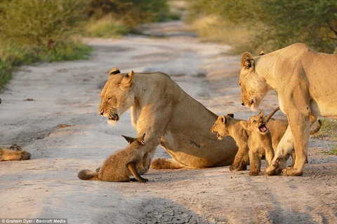 [Photo] Chú cáo con liều mạng đối đầu với đàn sư tử hung dữ