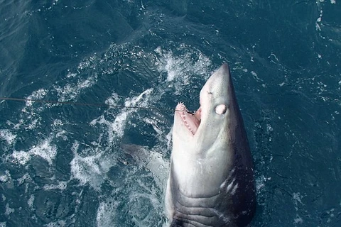 [Photo] Người đàn ông chiến đấu với cá mập trắng suốt 90 phút