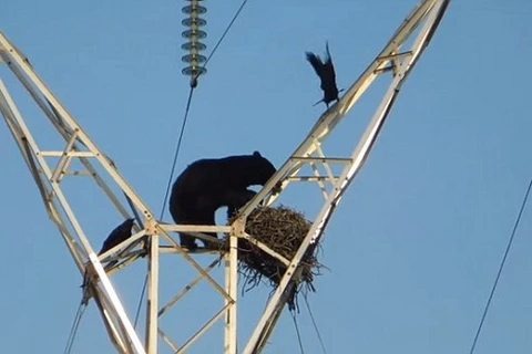 Con gấu leo lên cột điện để tìm kiếm thức ăn. (Nguồn: Caters News Agency)