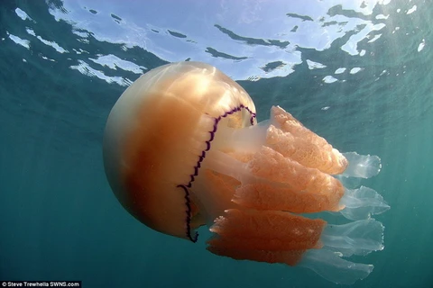 [Photo] Loài sứa khổng lồ xuất hiện làm người dân Anh khiếp đảm