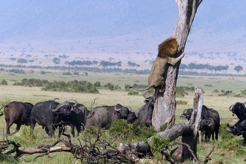 Thay vì chạy thật nhanh, chú sư tử đã cố leo lên một cái cây gần đó. (Nguồn: Barcroft Media)