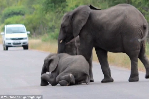 [Photo] Màn giải cứu chú voi con bị ngã giữa đường đầy kịch tính