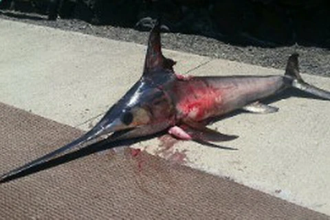 Con cá kiếm gây ra cái chết của ông Llanes. (Nguồn: CNN)