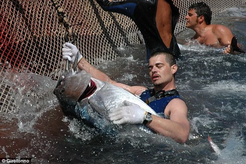 [Photo] Nghi lễ săn cá ngừ nổi tiếng gây nhiều tranh cãi 