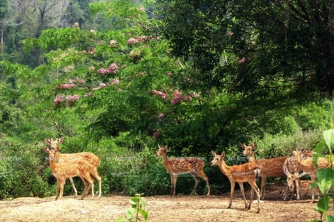 Những chú hươu trong Khu du lịch sinh thái Rừng Madagui. (Nguồn: Nguyễn Vũ Thành Đạt/Báo ảnh Việt Nam)