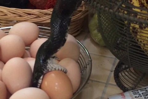 [Video] Chủ nhà sợ hãi khi thấy con rắn lao ra "ăn trộm" trứng