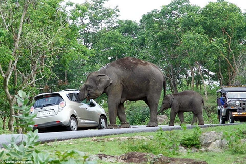 [Photo] Du khách sợ hãi khi bị con voi "trấn lột" giữa đường