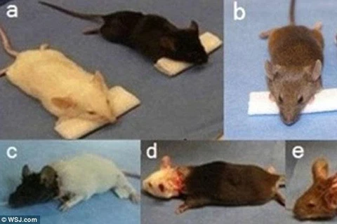 Những con chuột thí nghiệm của bác sỹ Xiaoping Ren. (Nguồn: Daily Mail)