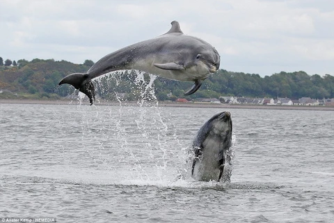 Khoảnh khắc nhảy lên khỏi mặt nước tuyệt đẹp của hai chú cá heo