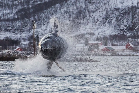 Con cá voi lưng gù dài 15m và nặng 40 tấn. (Nguồn: Daily Mail)