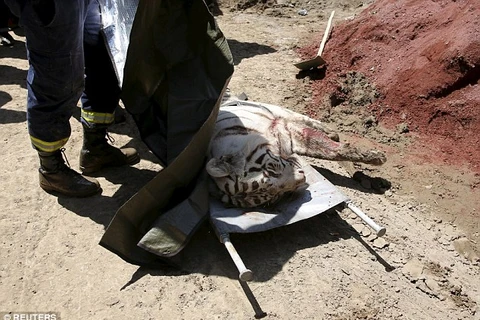 Cảnh sát buộc phải bắn chết con hổ sau vụ việc đáng tiếc. (Nguồn: Reuters)