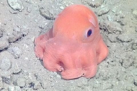[Photo] Vẻ ngoài đáng yêu của chú bạch tuộc hồng có đôi mắt lớn