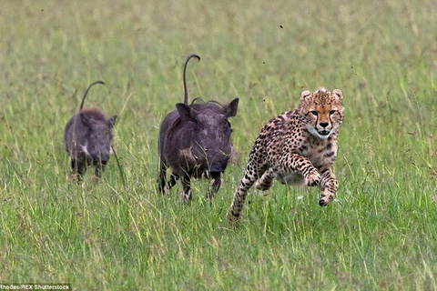 [Photo] Màn rượt đuổi gay cấn giữa hai chú lợn rừng và con báo đốm