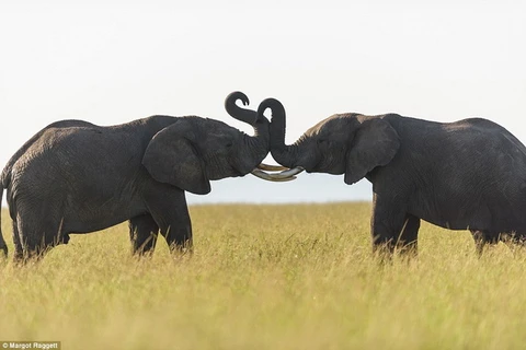 Hai chú voi dùng vòi để thể hiện tình cảm yêu thương. (Nguồn: Daily Mail)