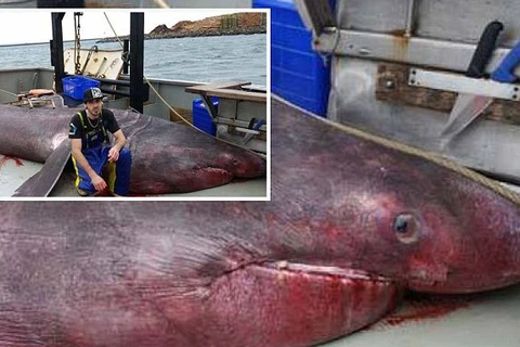Con cá mập Basking mới được tìm thấy. (Nguồn: Daily Mail)