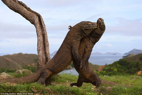 [Photo] Rồng Komodo quyết đấu như trong phim "Thế giới khủng long"