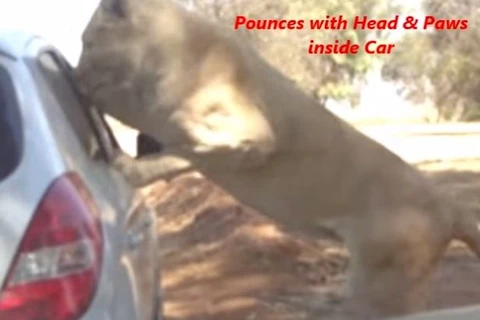 Con sư tử tấn công xe chở du khách. (Nguồn: YouTube)