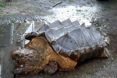 Vẻ ngoài đáng sợ của con rùa cá sấu. (Nguồn: Daily Mail)