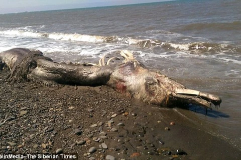 Sinh vật kỳ lạ trôi dạt vào bờ. (Nguồn: Daily Mail)