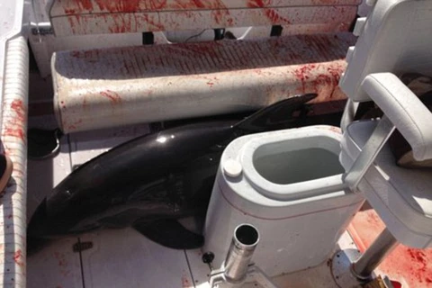 Con cá heo bị thương nặng khi làm loạn trên thuyền. (Nguồn: Daily Mail)