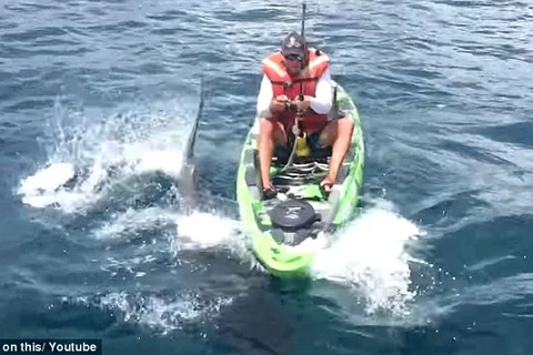 Con cá mập tấn công thuyền của Ben. (Nguồn: Daily Mail)