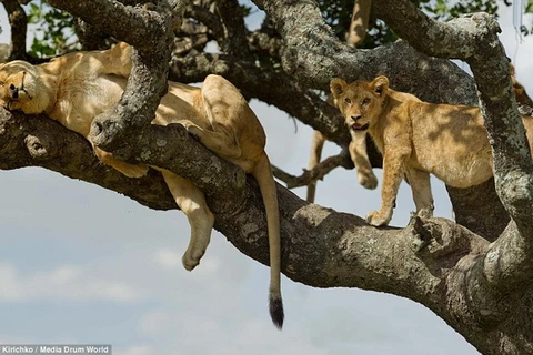 [Photo] Du khách thích thú khi chứng kiến hình ảnh "cây sư tử"