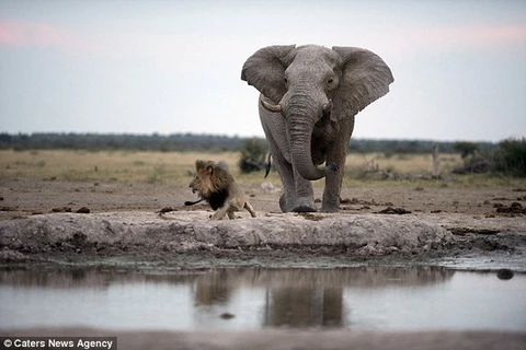 Sư tử hoảng loạn tháo chạy vì suýt bị voi to lớn dẫm chết